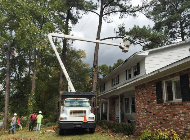 Best Stump Grinding and Removal  in Lumberton, NC